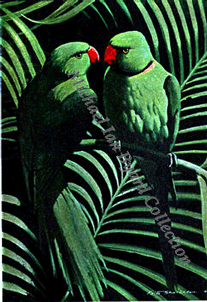 Green Parrots Menu Cover